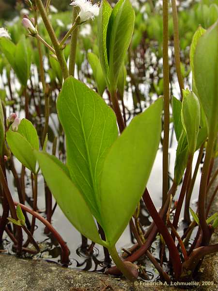 Menyanthes trifoliata