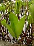 Menyanthes trifoliata