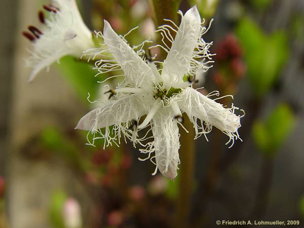 Menyanthes trifoliata