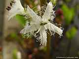 Menyanthes trifoliata