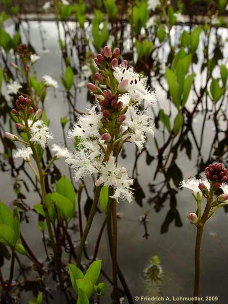 Menyanthes trifoliata