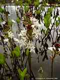 Menyanthes trifoliata