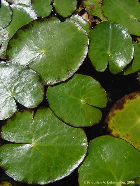 Nymphoides peltata