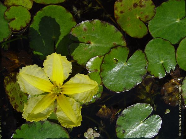 Nymphoides peltata