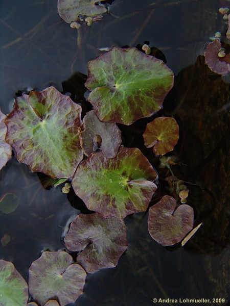 Nymphoides peltata