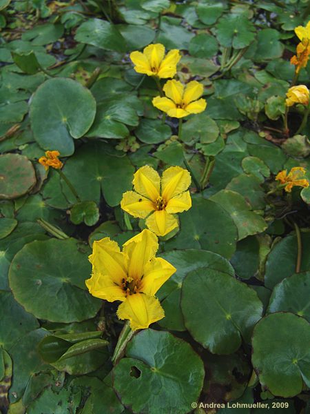 Nymphoides peltata