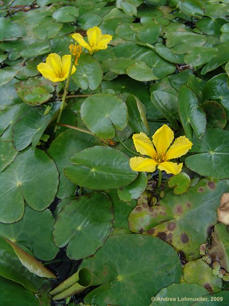 Nymphoides peltata