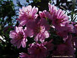 Lewisia cotyledon