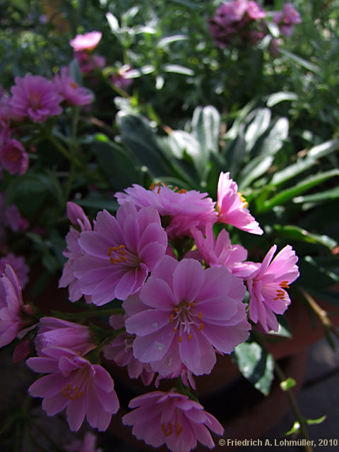 Lewisia cotyledon