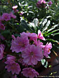 Lewisia