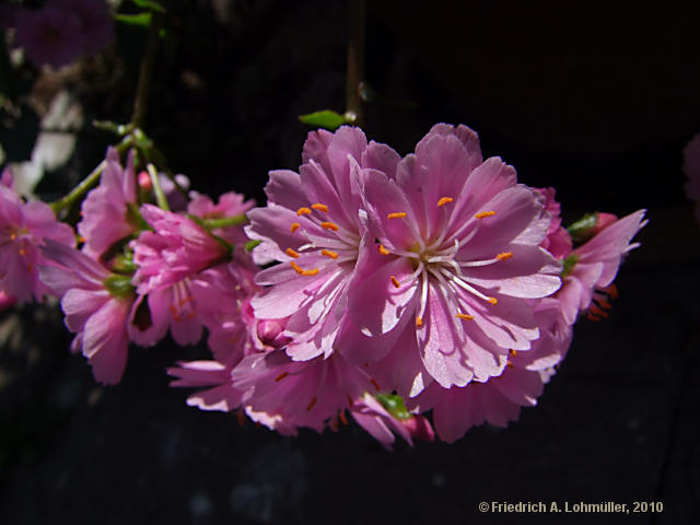 Lewisia cotyledon