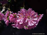 Lewisia cotyledon