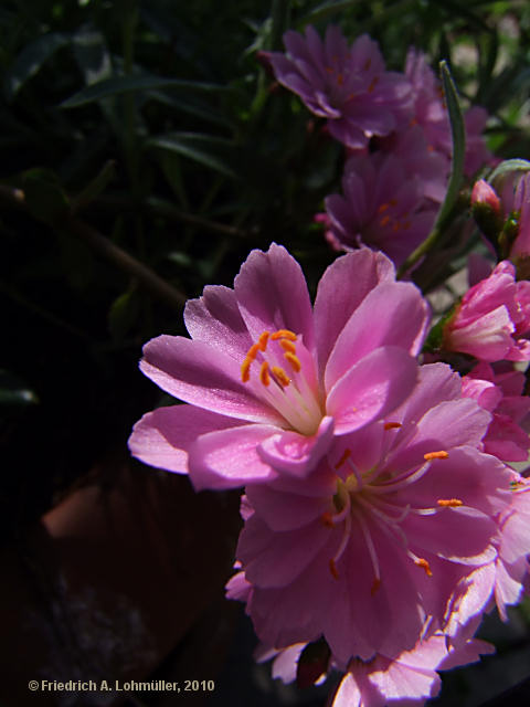 Lewisia cotyledon