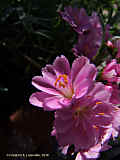 Lewisia cotyledon