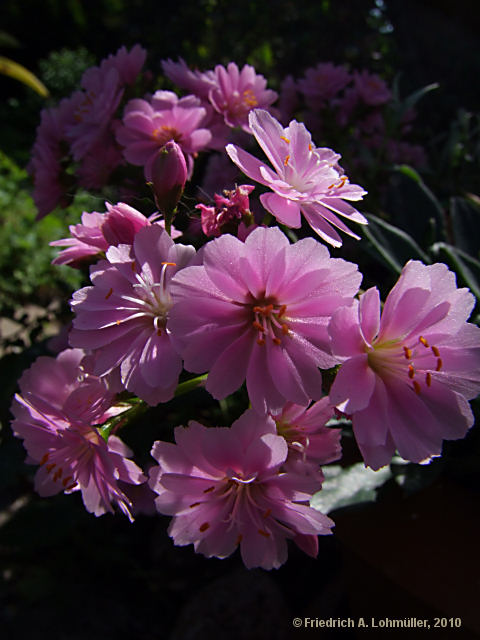 Lewisia cotyledon