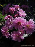 Lewisia cotyledon