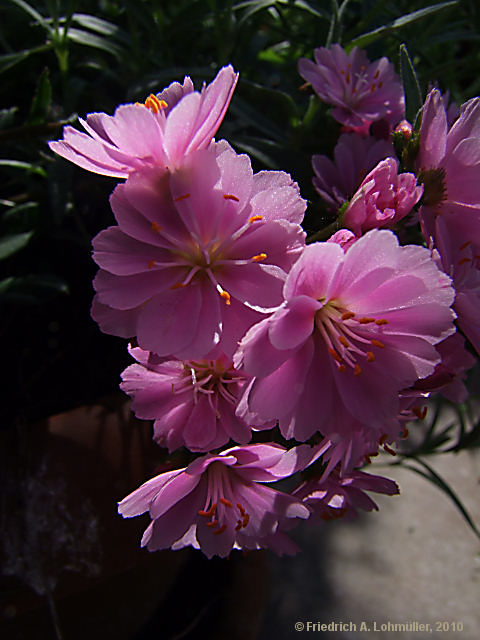 Lewisia cotyledon