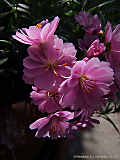 Lewisia cotyledon