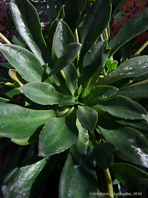 Lewisia cotyledon