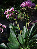 Lewisia cotyledon