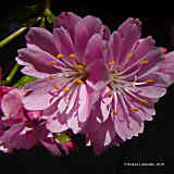 Lewisia cotyledon