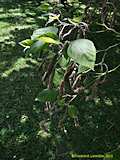 Broussonetia papyrifera