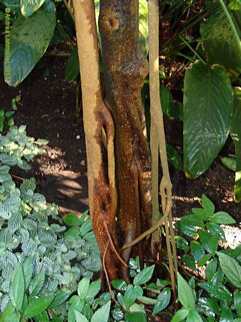 Ficus benghalensis