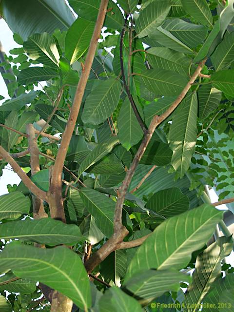 Ficus benghalensis