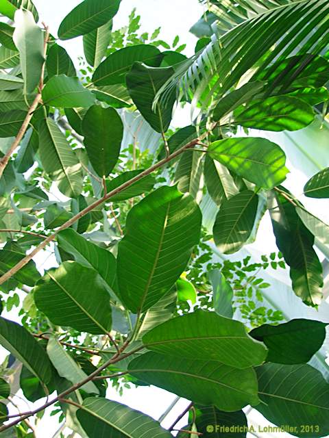 Ficus benghalensis