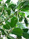 Ficus benghalensis