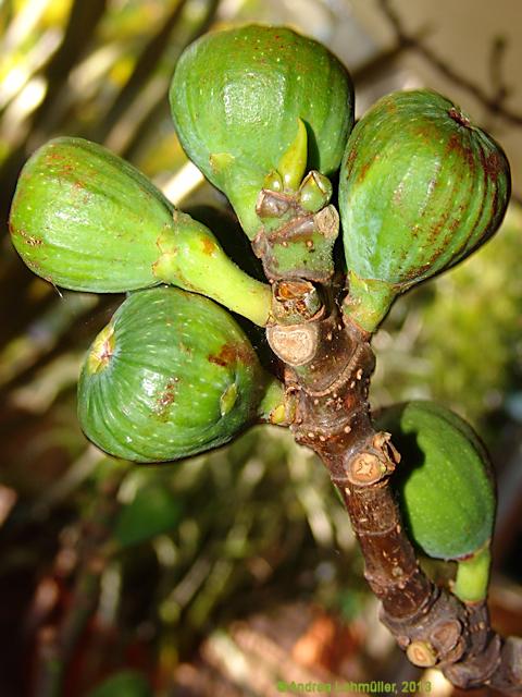 Ficus carica