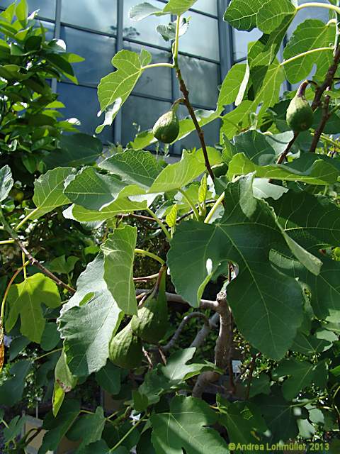 Ficus carica