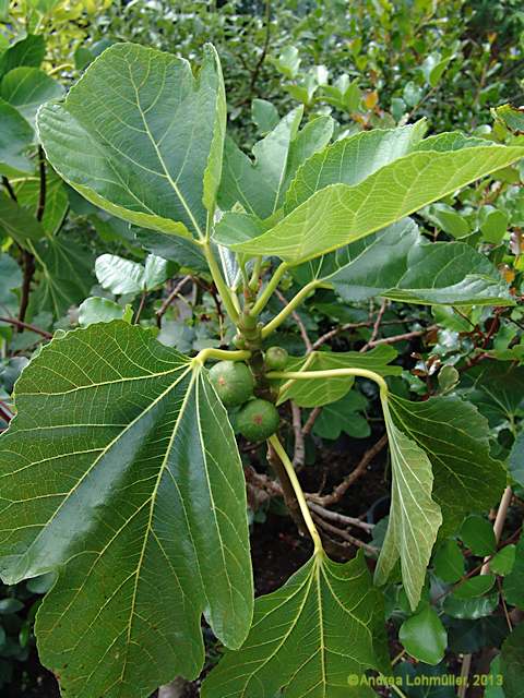 Ficus carica