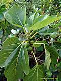 Ficus carica