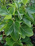 Ficus carica