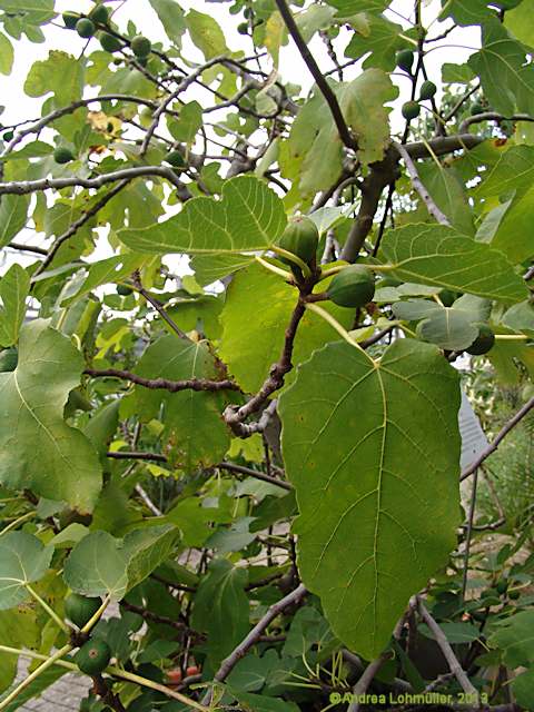 Ficus carica