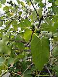 Ficus carica