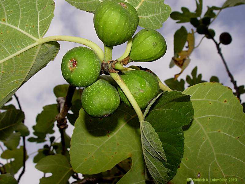 Ficus carica