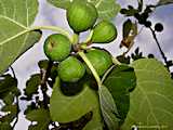 Ficus carica