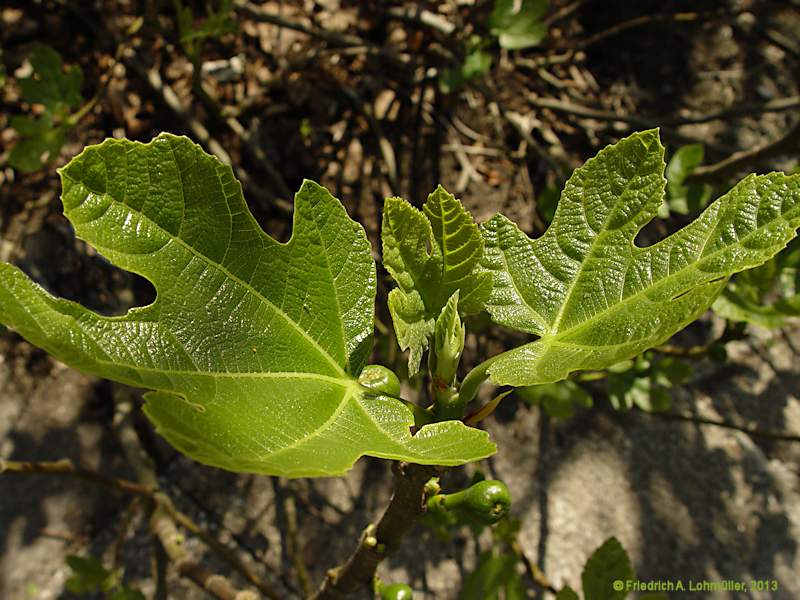 Ficus carica