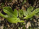 Ficus carica