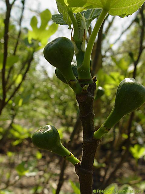 Ficus carica