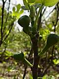 Ficus carica