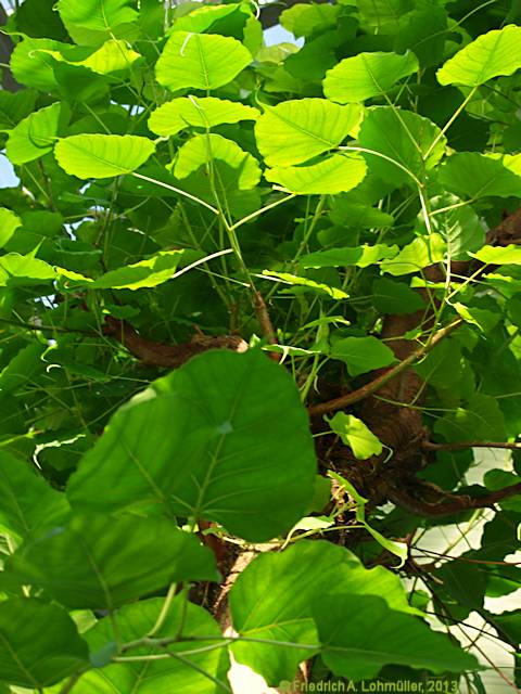 Ficus religiosa