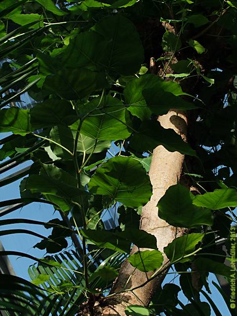 Ficus religiosa