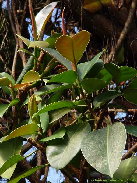 Ficus elastica