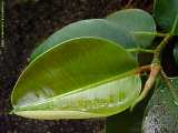 Ficus elastica