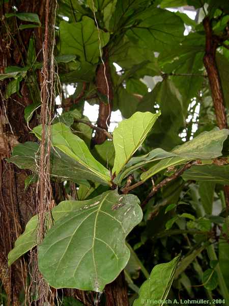 Ficus lyrata