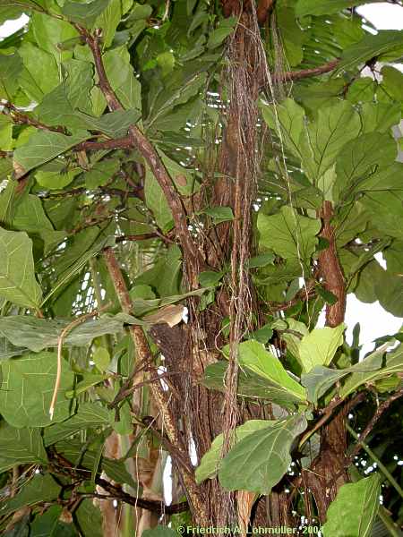 Ficus lyrata