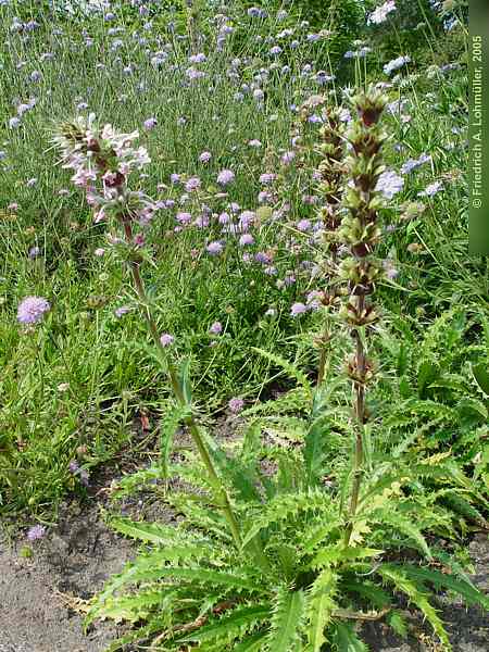 Morina longifolia